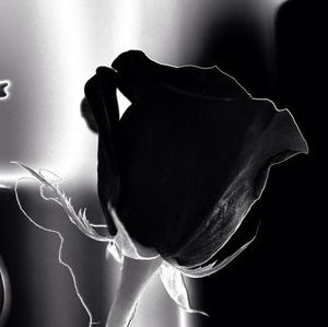 Meet your Posher, Faustino